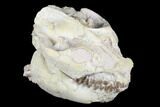 Fossil Oreodont (Leptauchenia) Skull - Wyoming #176506-5
